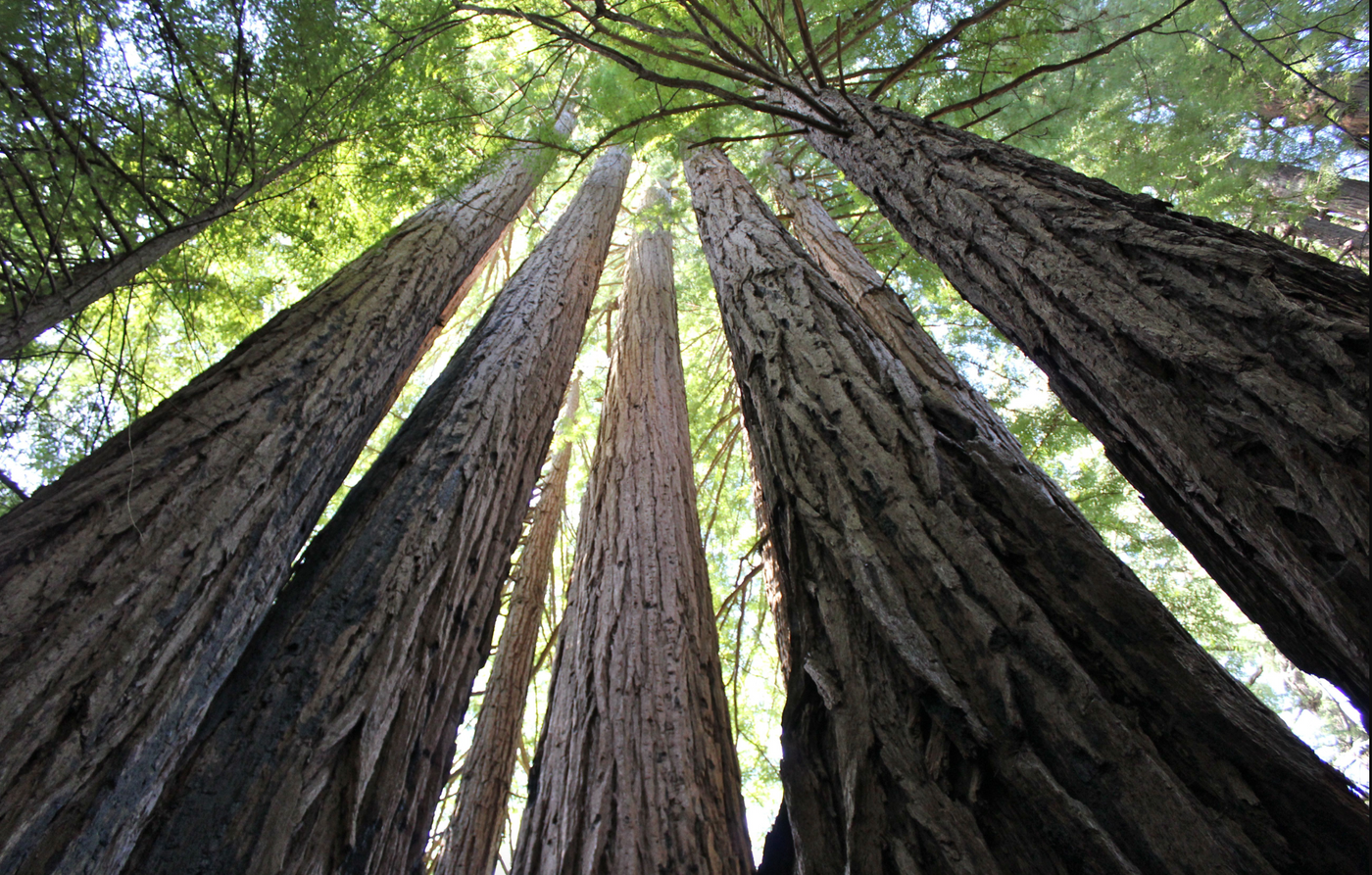 Exploring California - March 2025 Entry 2