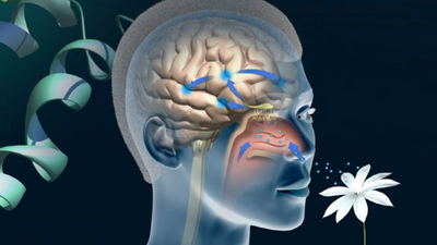 Calm Starts Here: The Science of Scent and Stress Relief
